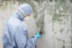 Reliable Saltillo, MS Mold Removal Solutions